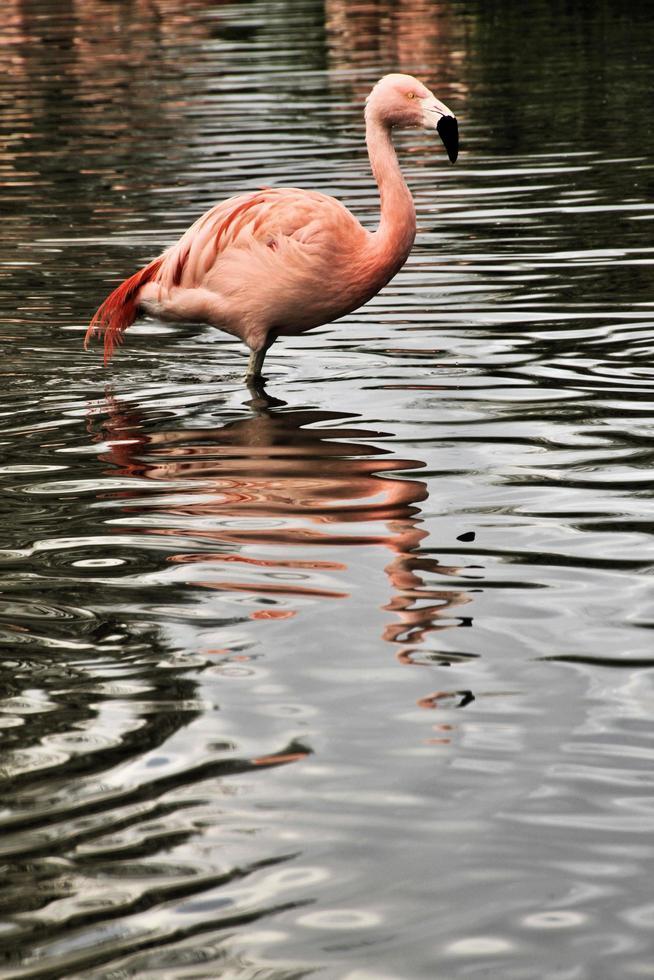 une vue d'un flamant rose photo