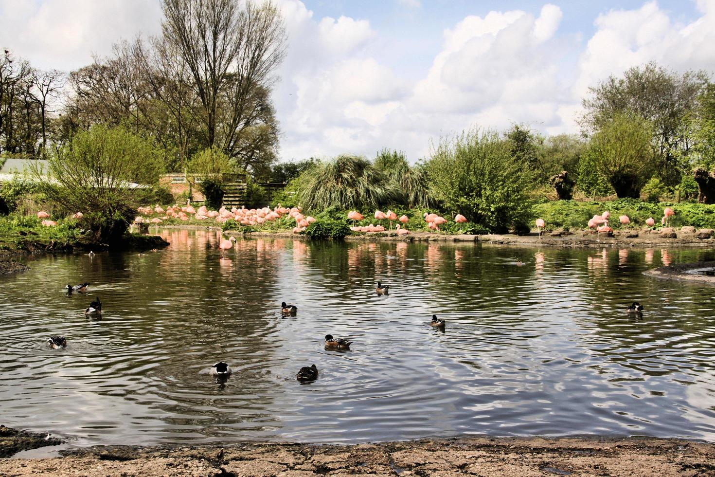 une vue d'un flamant rose photo