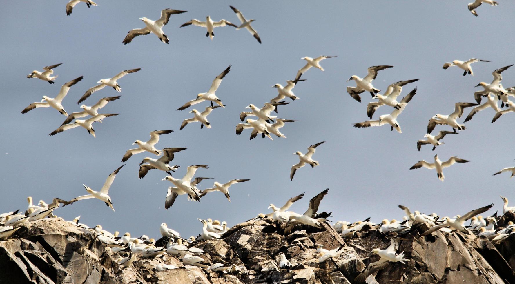 Un gros plan d'un fou de Bassan sur bass rock en Ecosse photo