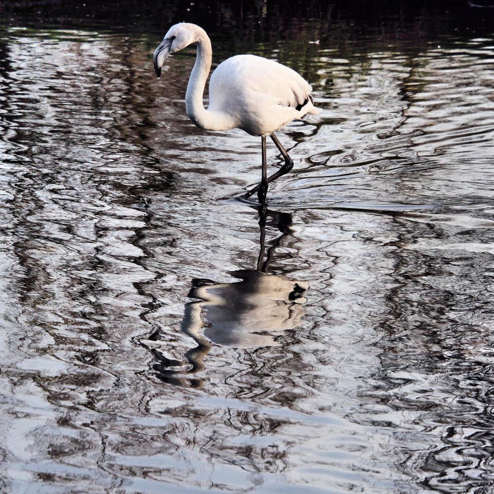 une vue d'un flamant rose photo