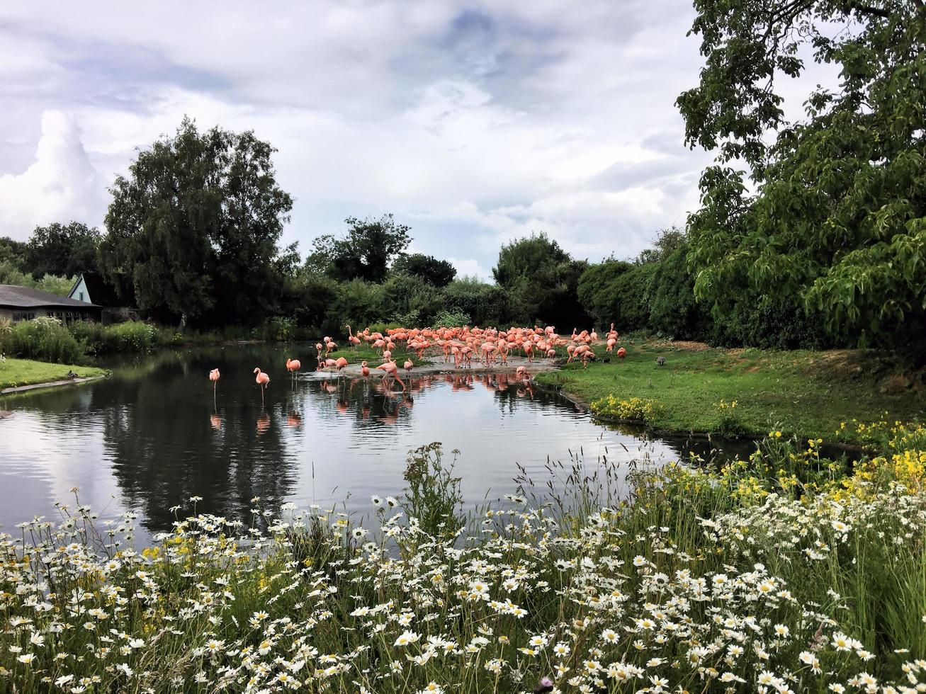 une vue d'un flamant rose photo