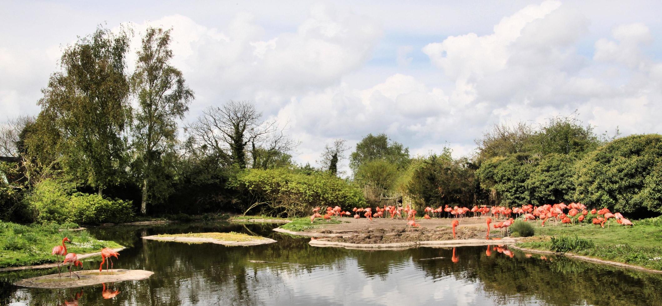 une vue d'un flamant rose photo