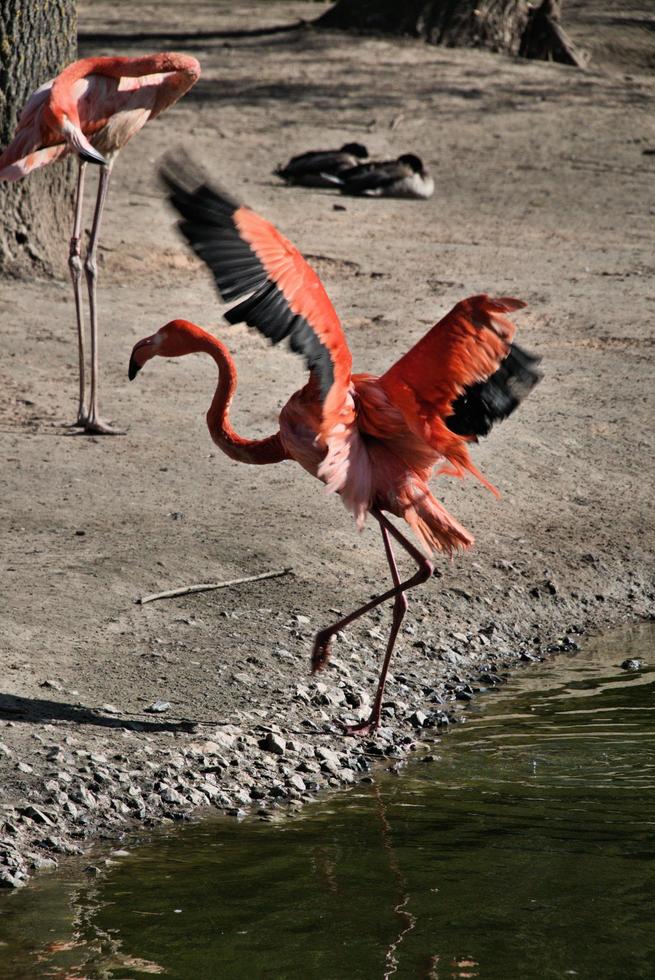 une vue d'un flamant rose photo