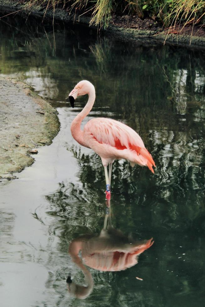 une vue d'un flamant rose dans l'eau photo