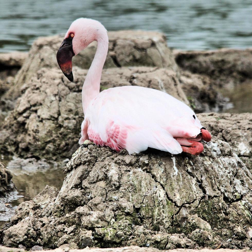 une vue d'un flamant rose photo