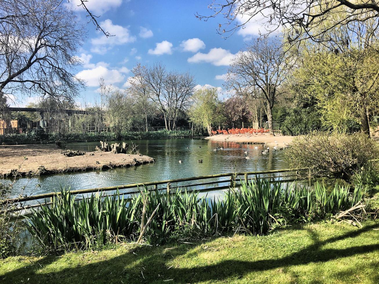 une vue d'un flamant rose photo