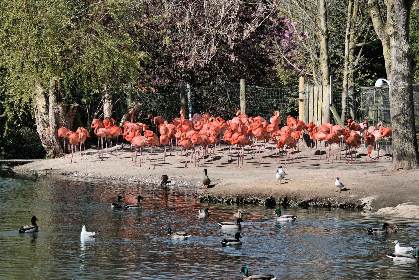 une vue d'un flamant rose photo