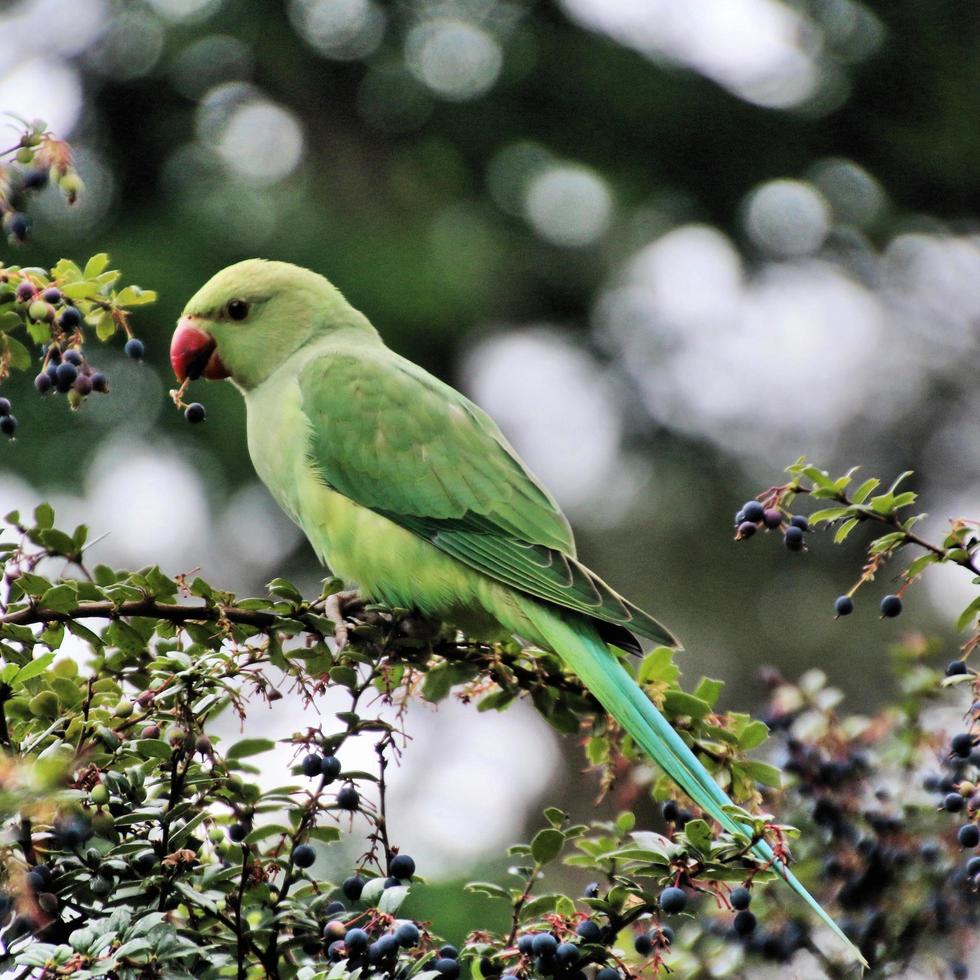 Un gros plan d'une perruche à collier vert photo