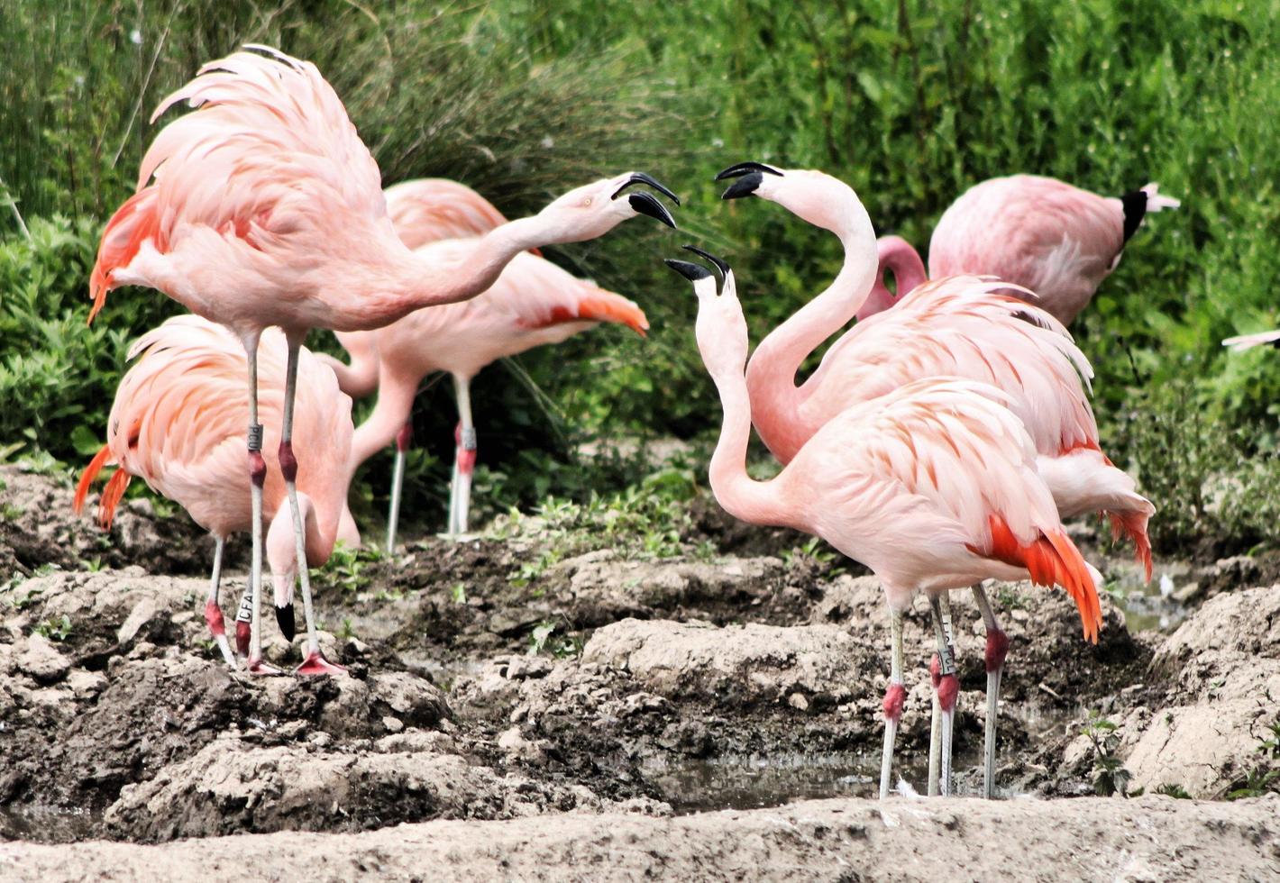 une vue d'un flamant rose photo