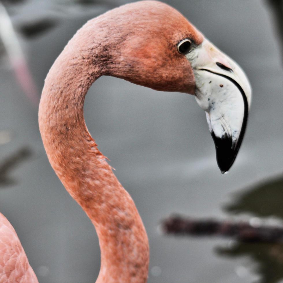 une vue d'un flamant rose photo