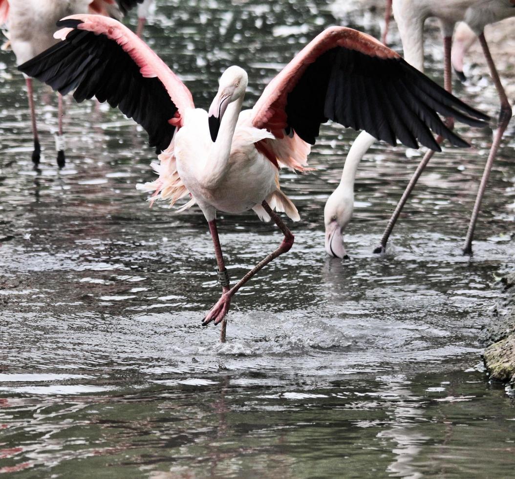 une vue d'un flamant rose photo