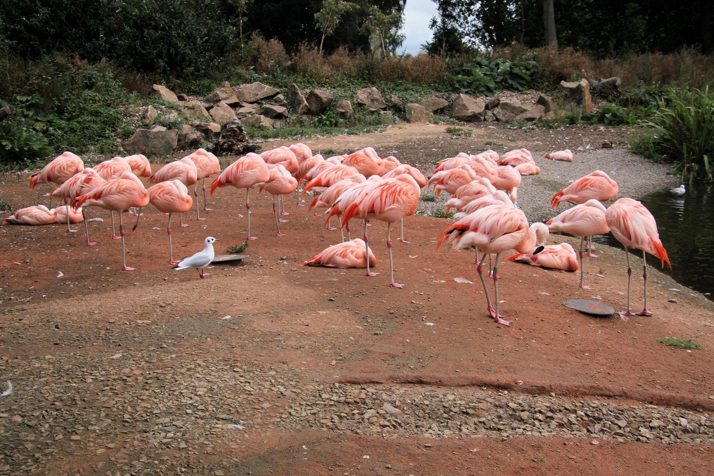 une vue d'un flamant rose photo