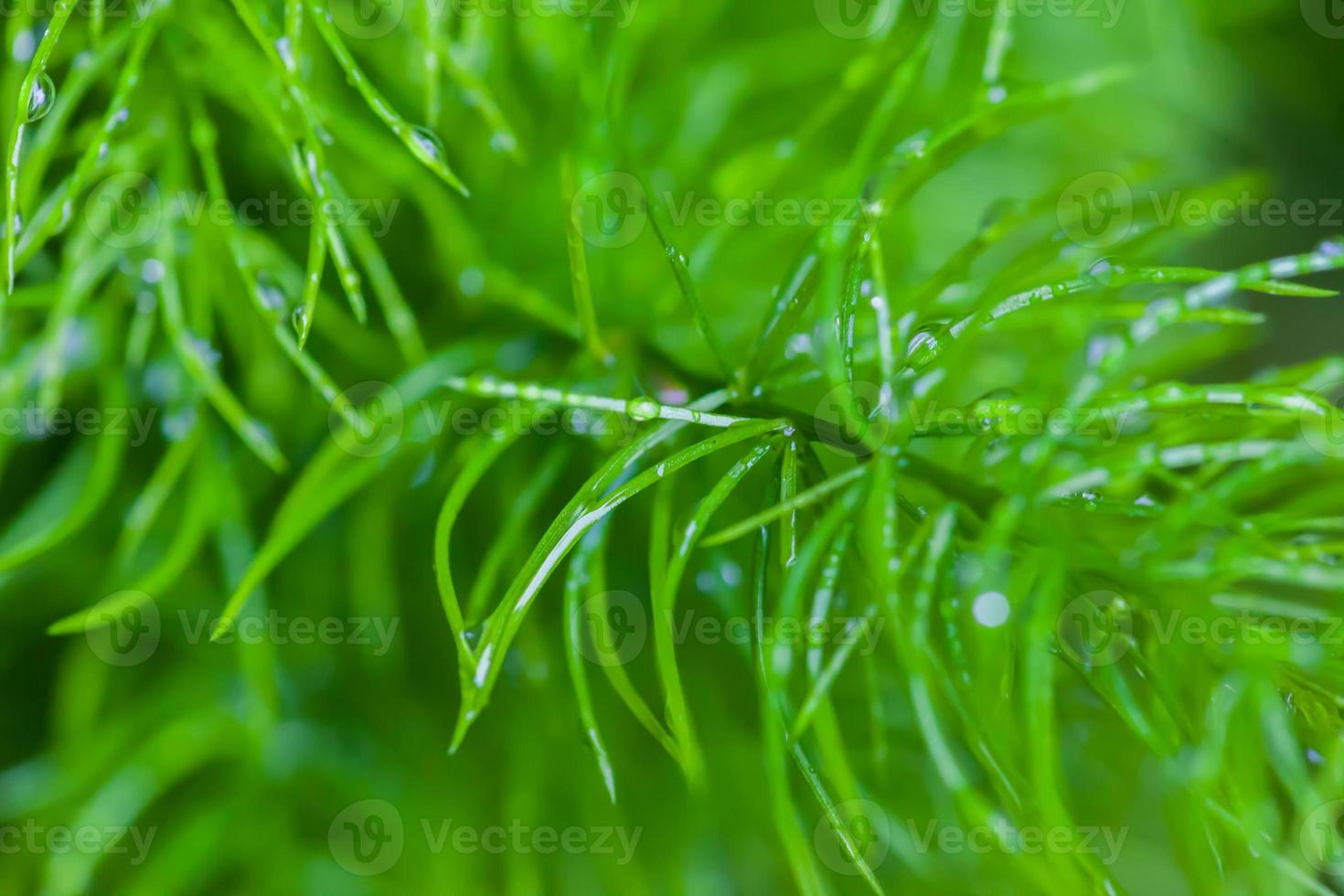 gouttes de pluie sur fond de nature petite plante photo