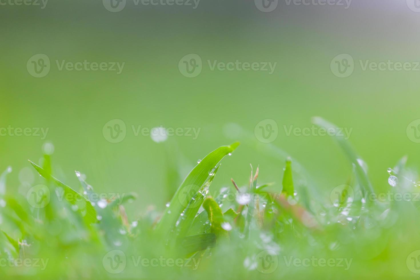 herbe verte fraîche avec des gouttes d'eau photo