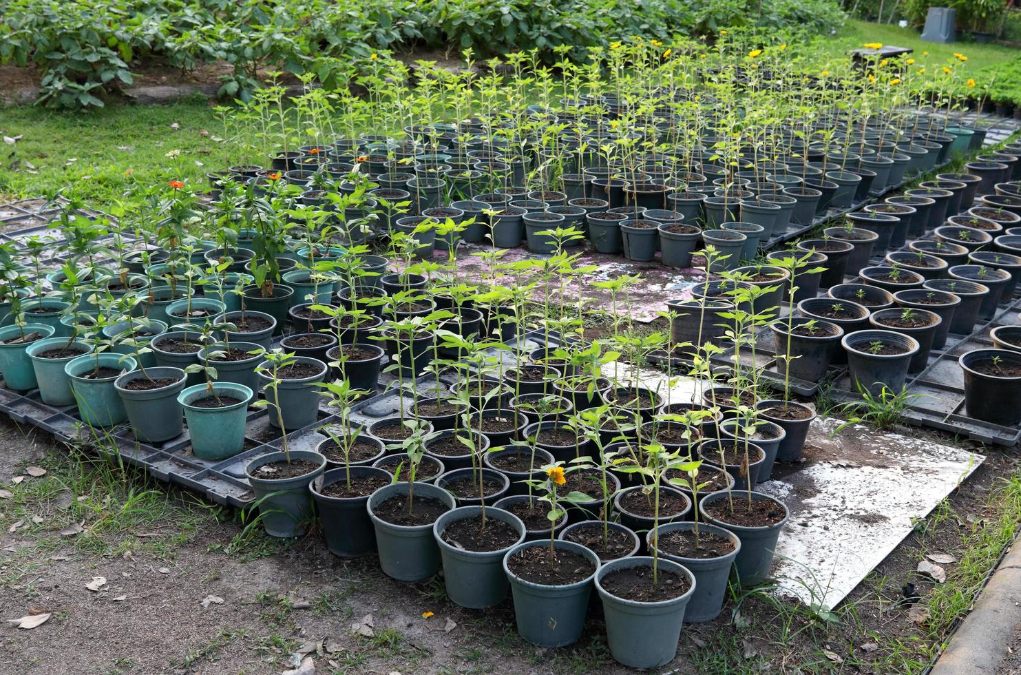 jeune tournesol dans des pots en plastique gris poussant en rangée, quelques pots sur plaque en plastique et quelques pots au sol. photo