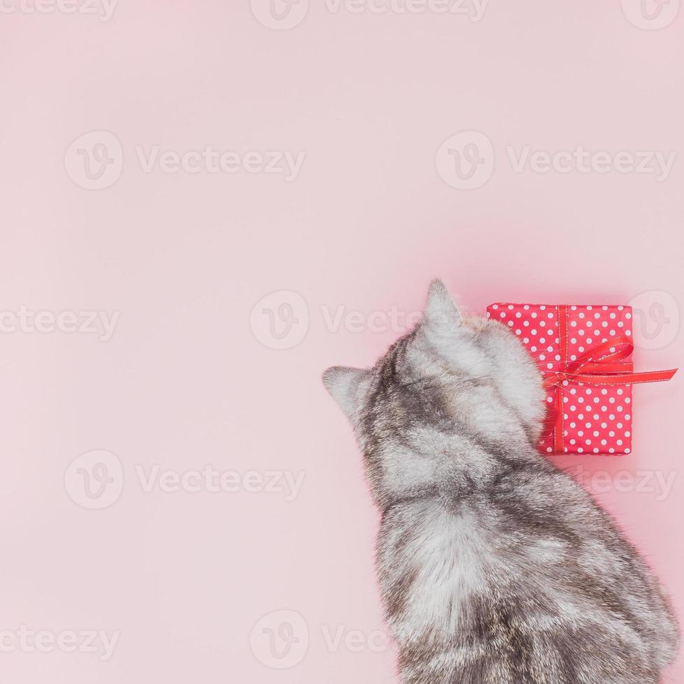 chat assis à côté du cadeau et le regardant, fond rose, espace vide pour le texte, vue de dessus photo