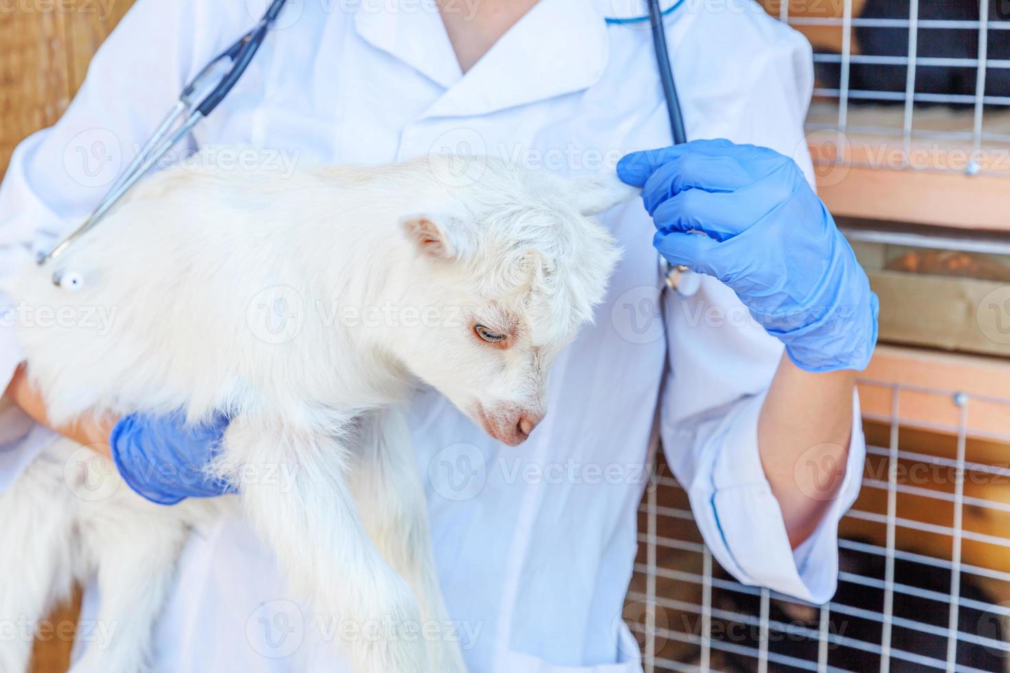 jeune femme vétérinaire avec stéthoscope tenant examinant un chevreau de chèvre sur fond de ranch. jeune chèvre avec des mains vétérinaires pour un contrôle dans une ferme écologique naturelle. concept de soin des animaux et d'agriculture écologique. photo