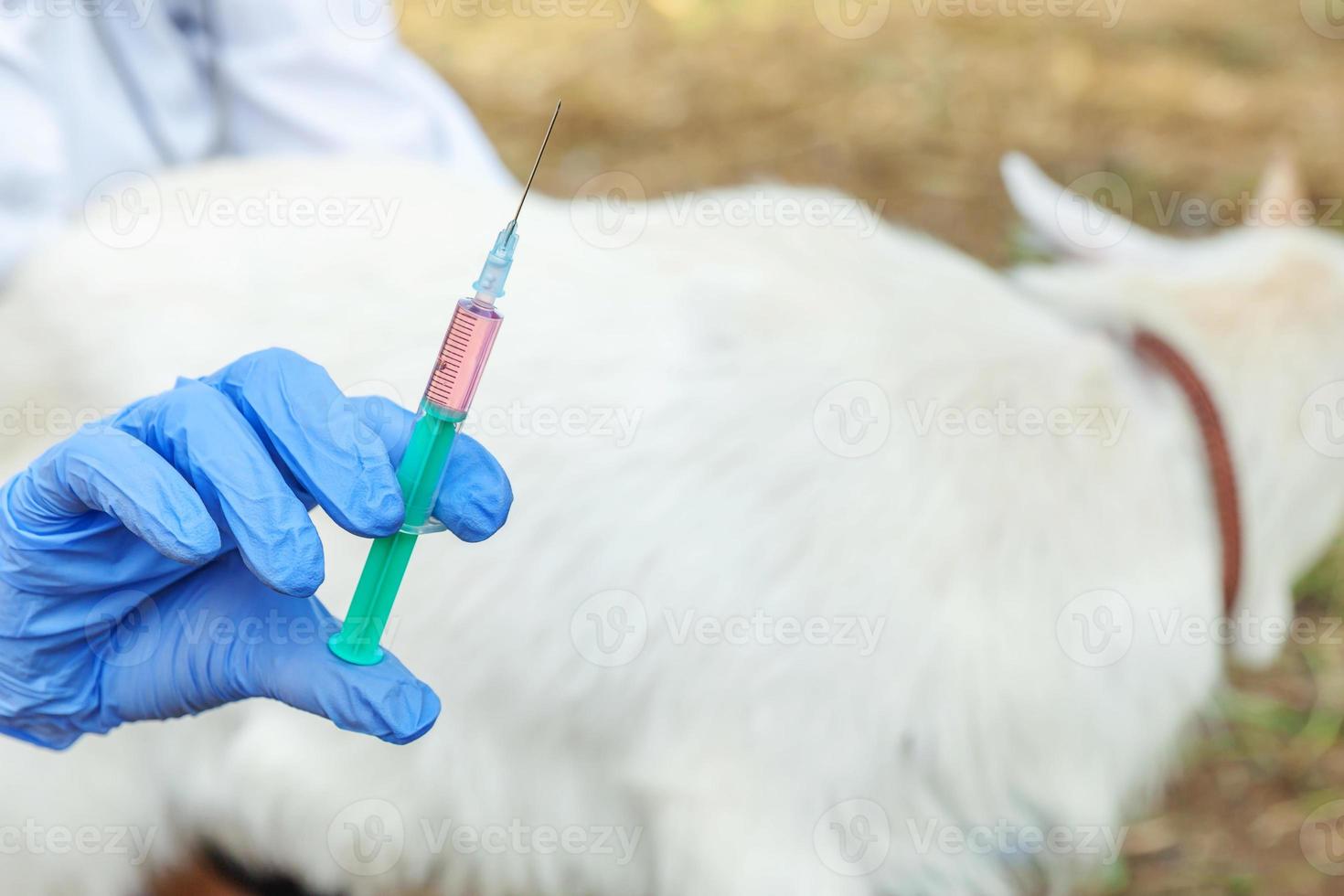 jeune femme vétérinaire avec seringue tenant et injectant un chevreau de chèvre sur fond de ranch. jeune chèvre avec vaccination des mains vétérinaires dans une ferme écologique naturelle. concept de soins aux animaux et d'agriculture écologique photo