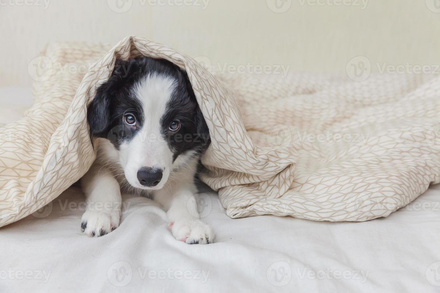 Funny portrait of cute smilling puppy dog border collie au lit à la maison photo