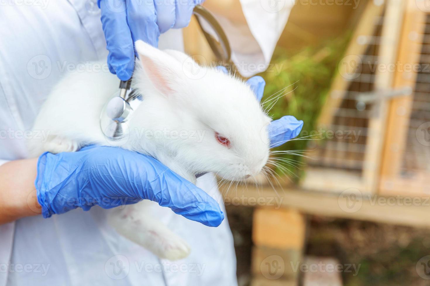 femme vétérinaire avec stéthoscope tenant et examinant le lapin sur fond de ranch se bouchent. lapin dans les mains du vétérinaire pour un contrôle dans une ferme écologique naturelle. concept de soin des animaux et d'agriculture écologique. photo