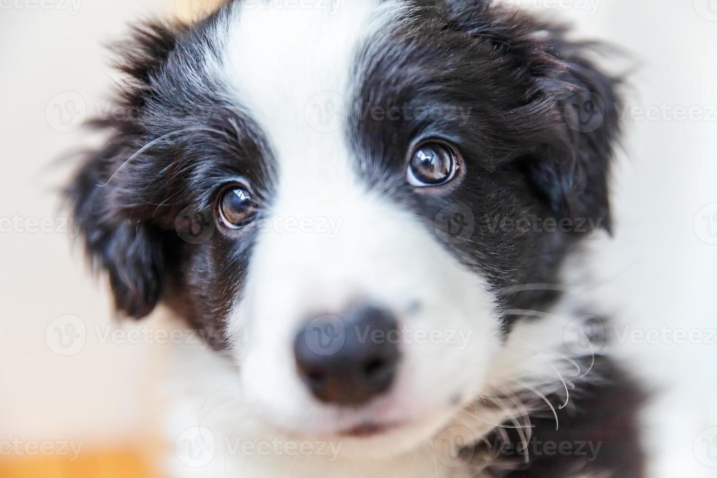 Funny studio portrait of cute smilling puppy dog border collie sur fond blanc photo