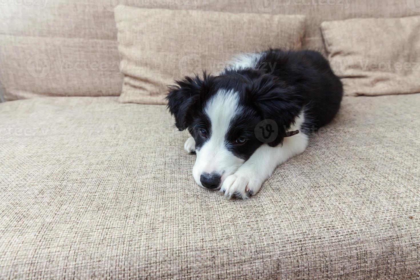 Funny portrait of cute smilling puppy dog border collie à la maison photo