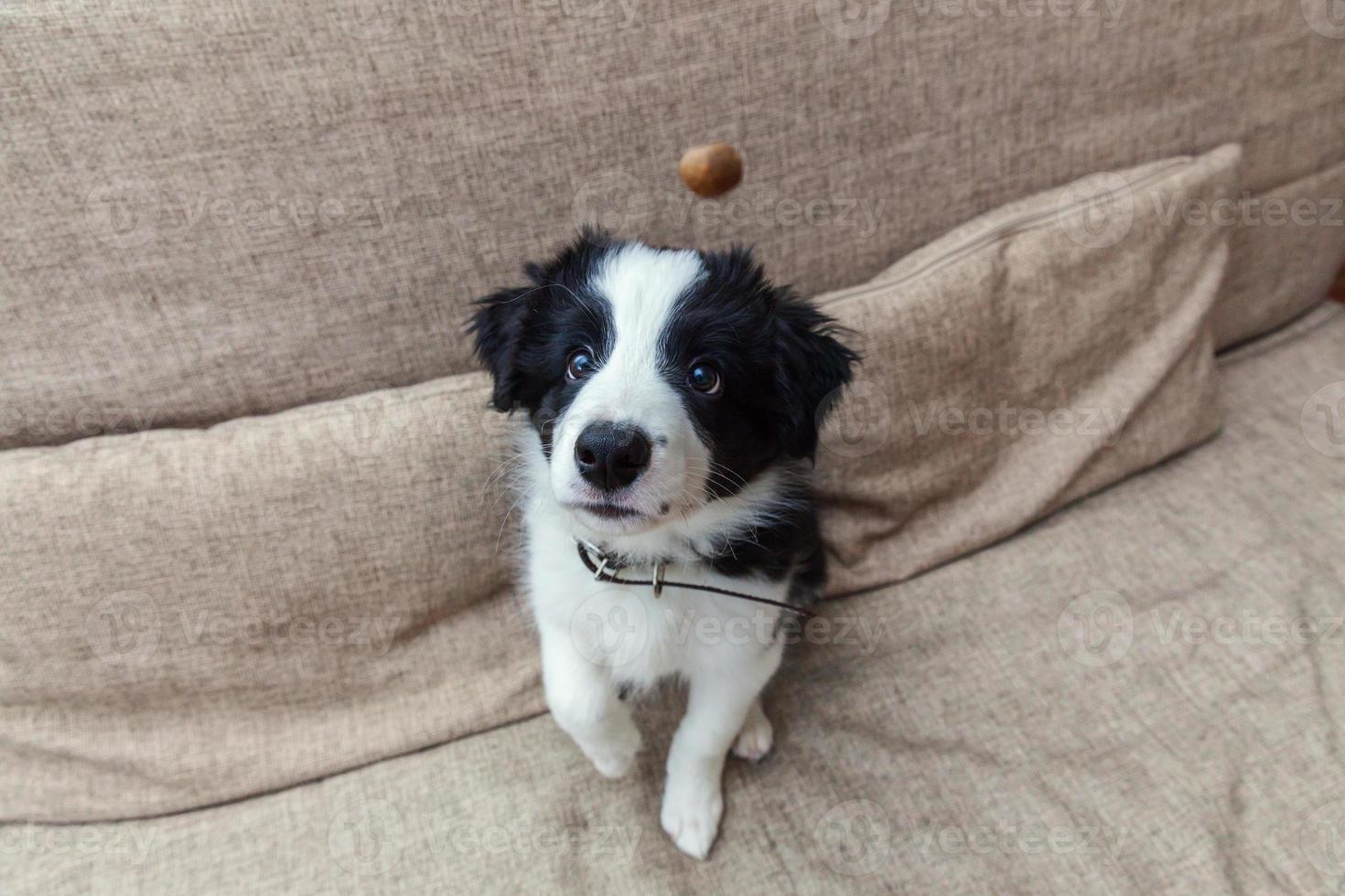 Funny portrait of cute smilling puppy dog border collie à la maison sur le canapé en attente de récompense photo