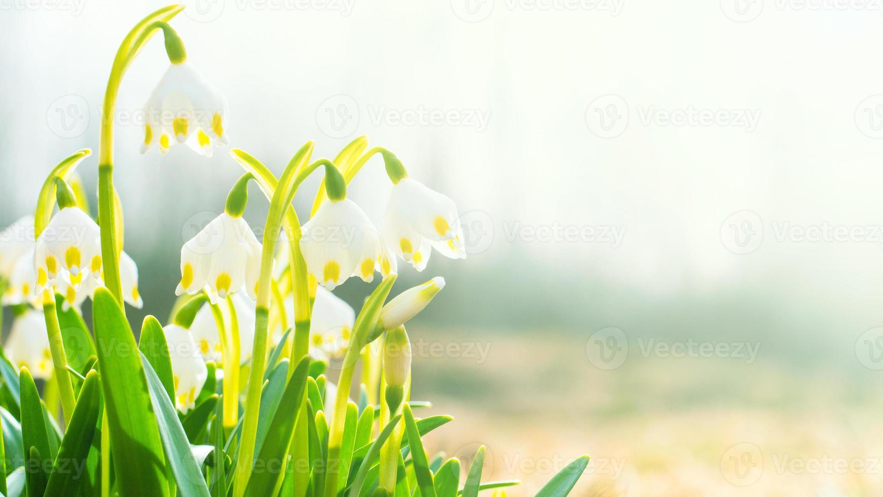 les premières fleurs du printemps, les perce-neige, symbole du réveil de la nature photo