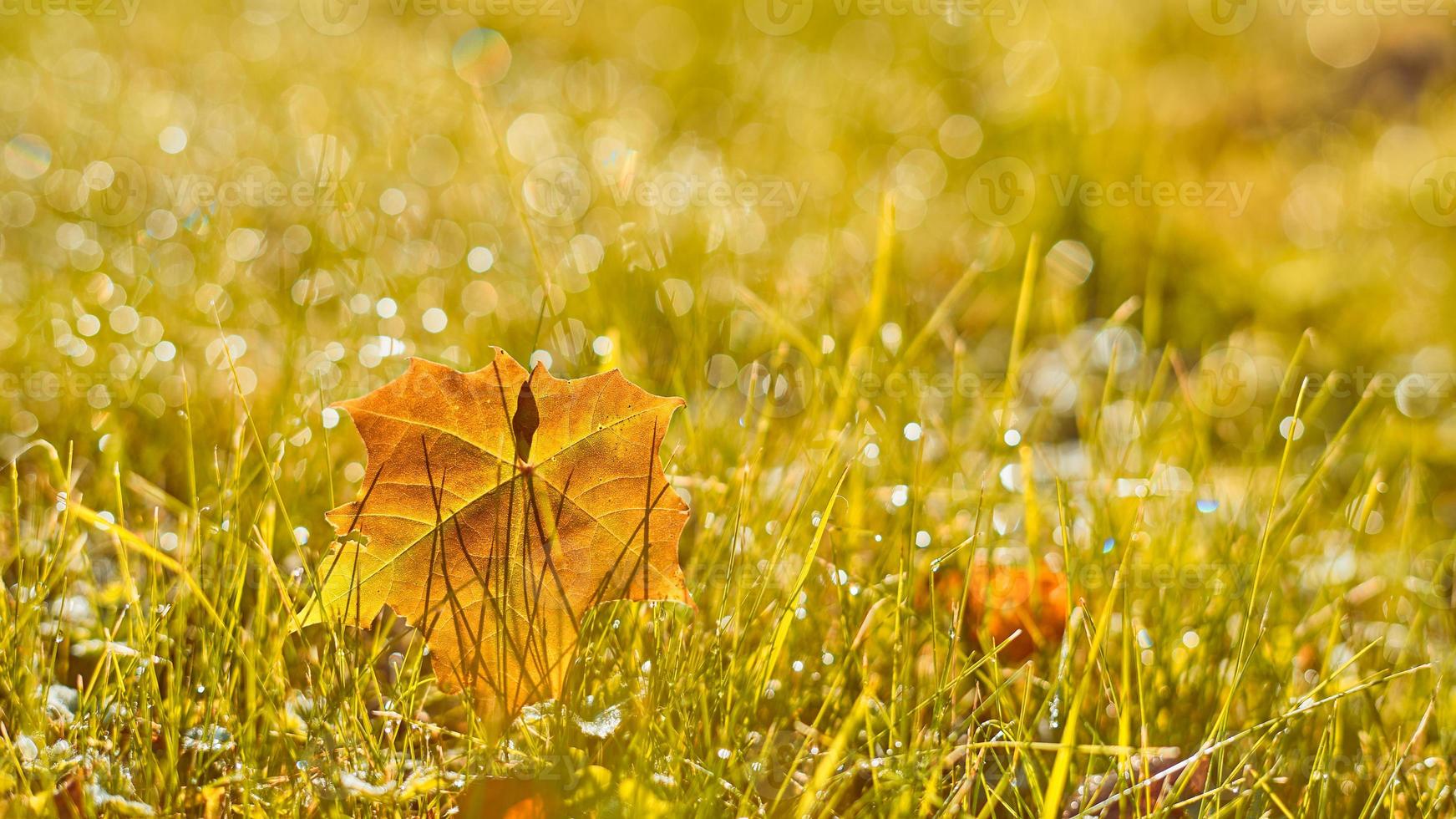 automne, bannière d'automne avec herbe de champ dorée, feuilles de marple dans les rayons du coucher du soleil photo