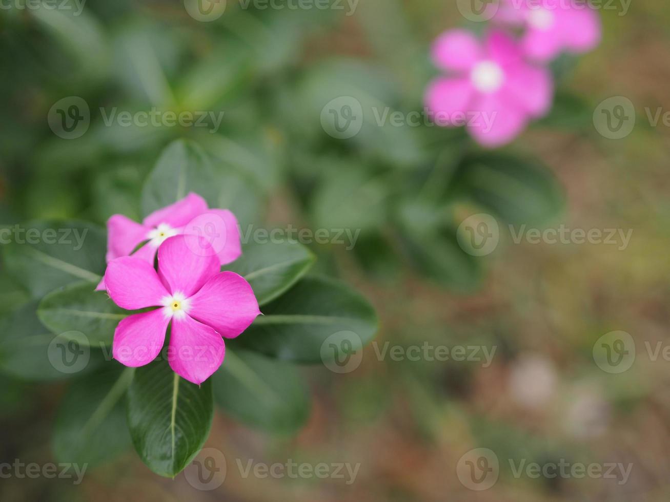 nom commun antillais, madagascar, apporter un oeil, indien, cap, rose, vinca, jasmin de cayenne, pervenche rose, vieille fille nom scientifique catharanthus roseus la fleur a une couleur rose photo