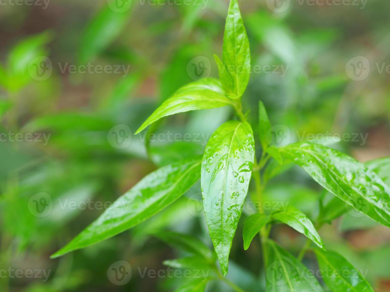 roi des amers scientifique andrographis paniculata burm, mur. ex nees, fah talai jhon, les herbes thaïlandaises soulagent les maux de gorge, réduisent la fièvre, réchauffent les feuilles vertes froides nature végétale coronavirus covid19 photo