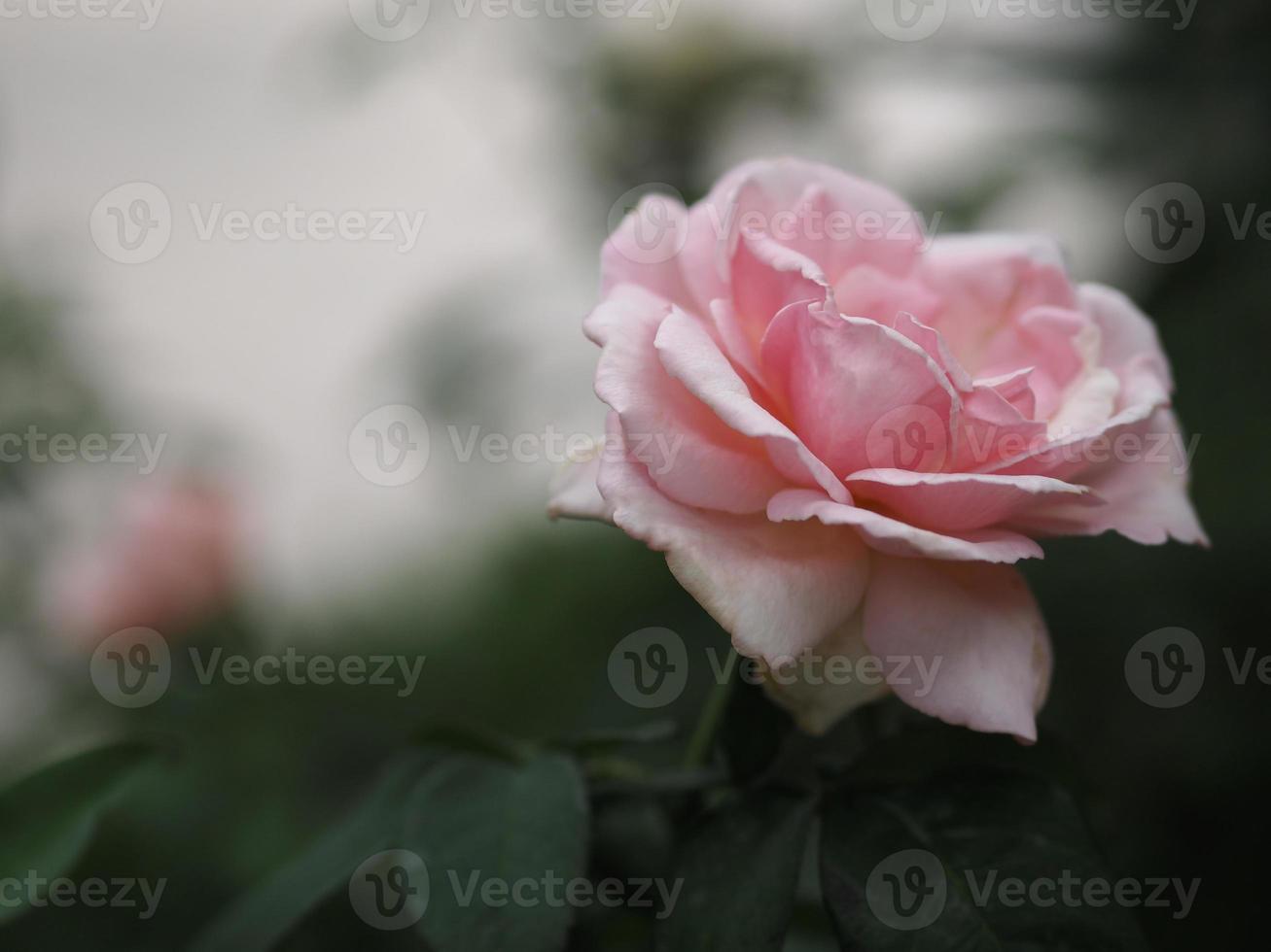 fleur de couleur rose qui fleurit dans le jardin flou du fond de la nature, concept d'espace de copie pour écrire la conception de texte devant le fond pour la bannière, la carte, le papier peint, la page Web, la carte de voeux saint valentin photo