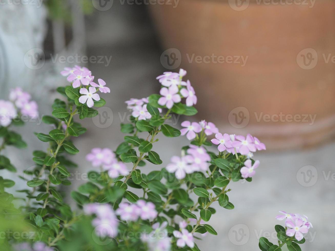 jasmin de cayenne, pervenche, catharanthus rosea, pervenche de madagascar, vinca, apocynaceae nom fleur rose couleur printemps dans le jardin sur fond de nature floue photo