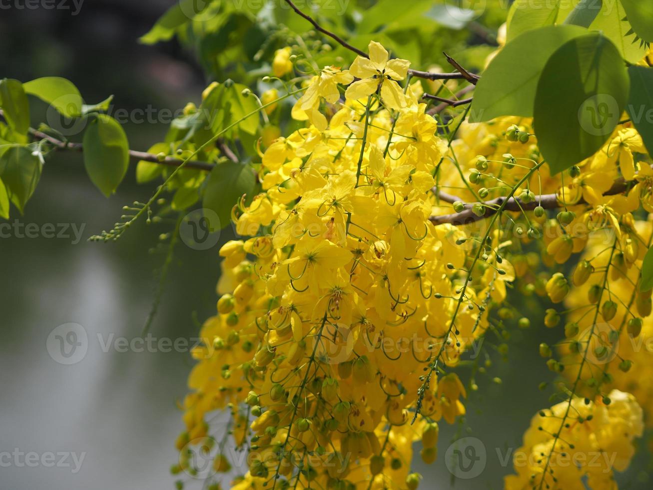 cassia fistule, arbre de douche doré fleur jaune fleurissant beau bouquet dans le jardin flou de fond de nature photo