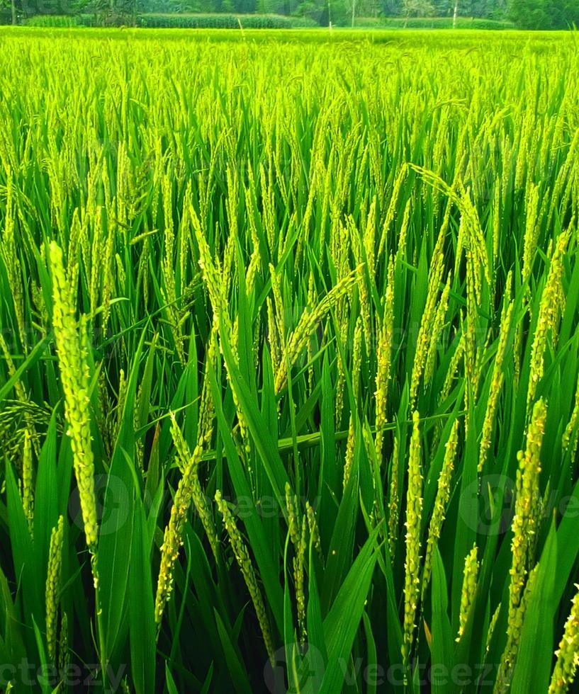 rizière. gros plan du champ de riz paddy jaune avec feuille verte et lumière du soleil. champ de riz sur la couleur verte des rizières photo
