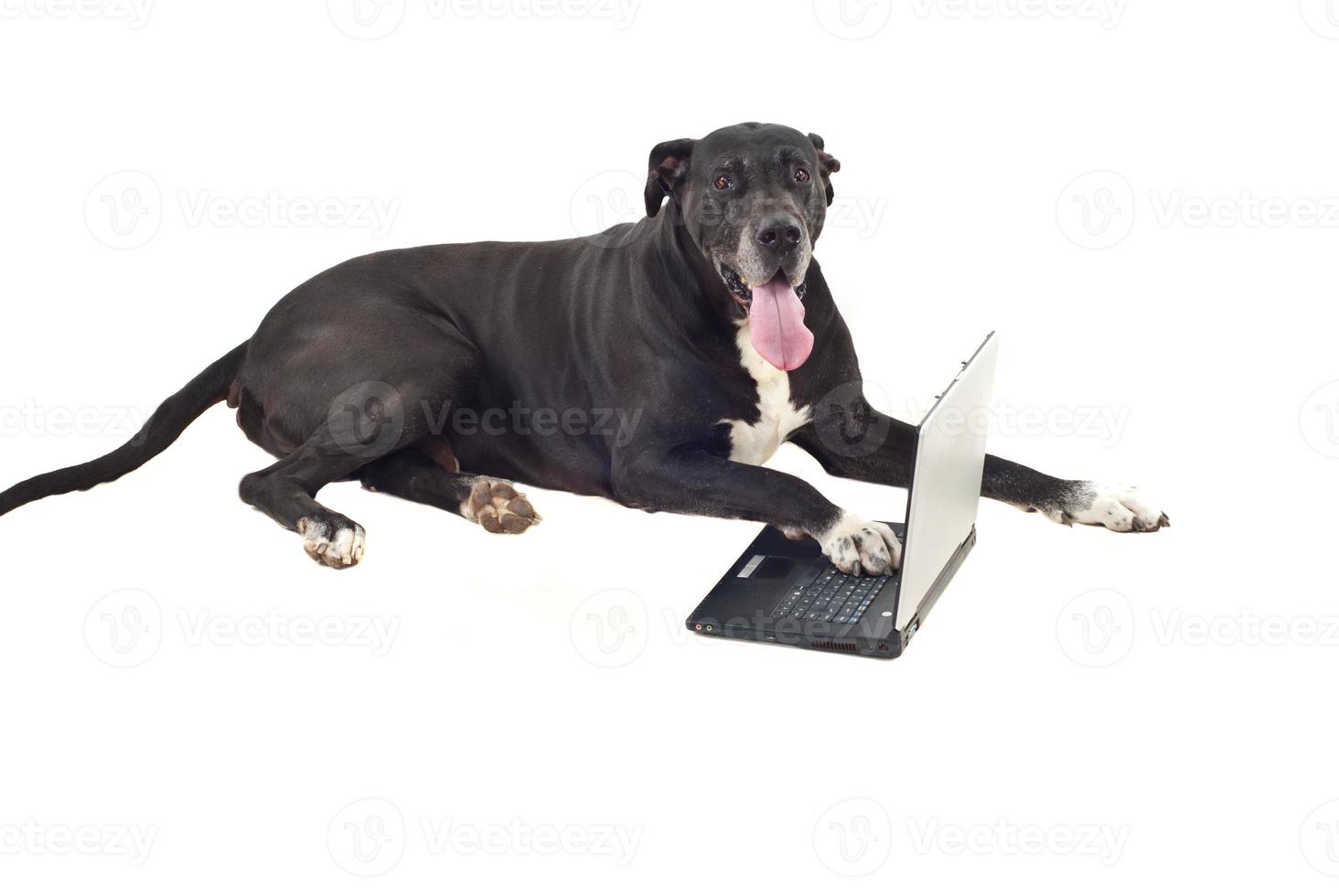 mignon gros chien avec ordinateur portable photo