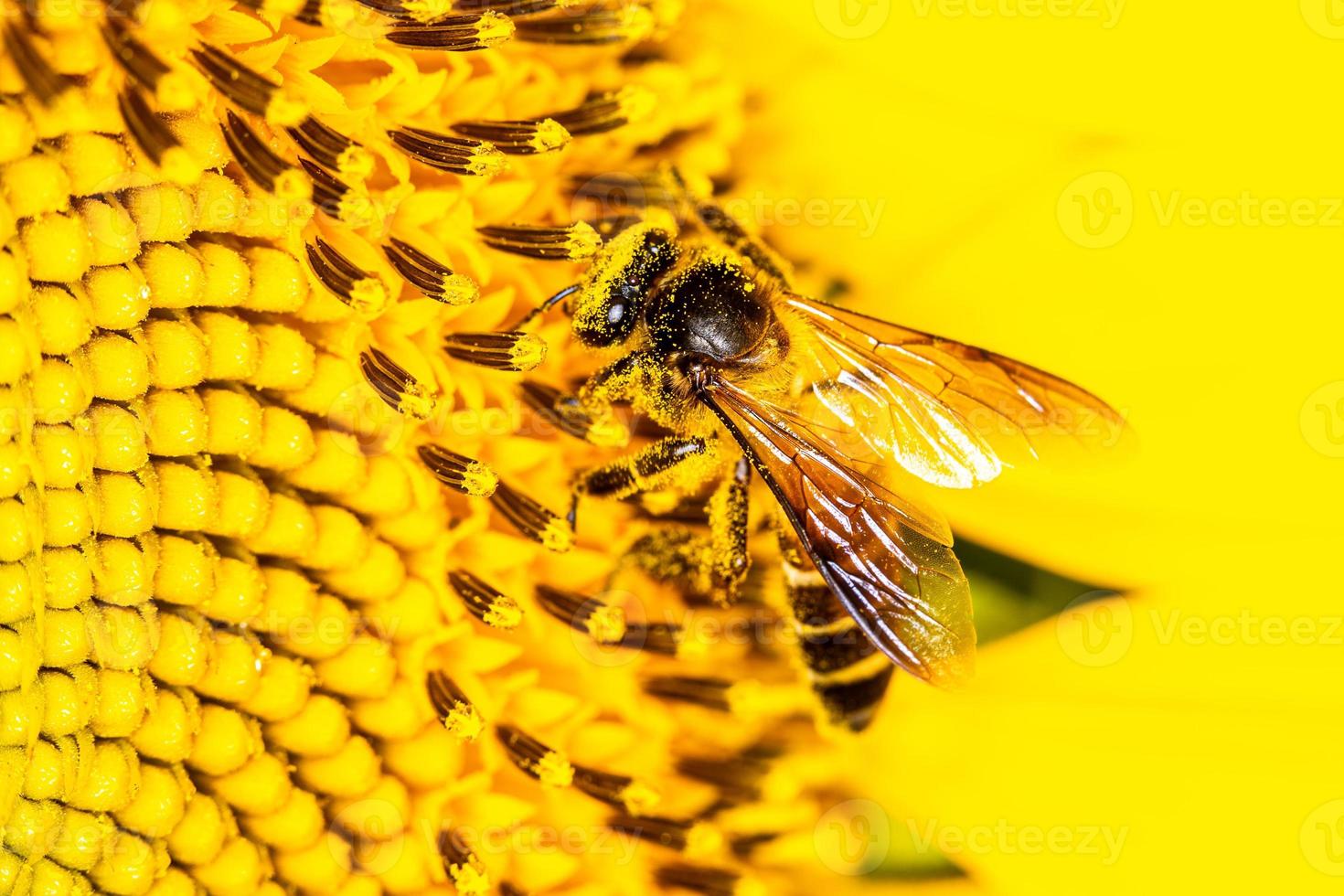 gros plan une abeille sur le tournesol. photo