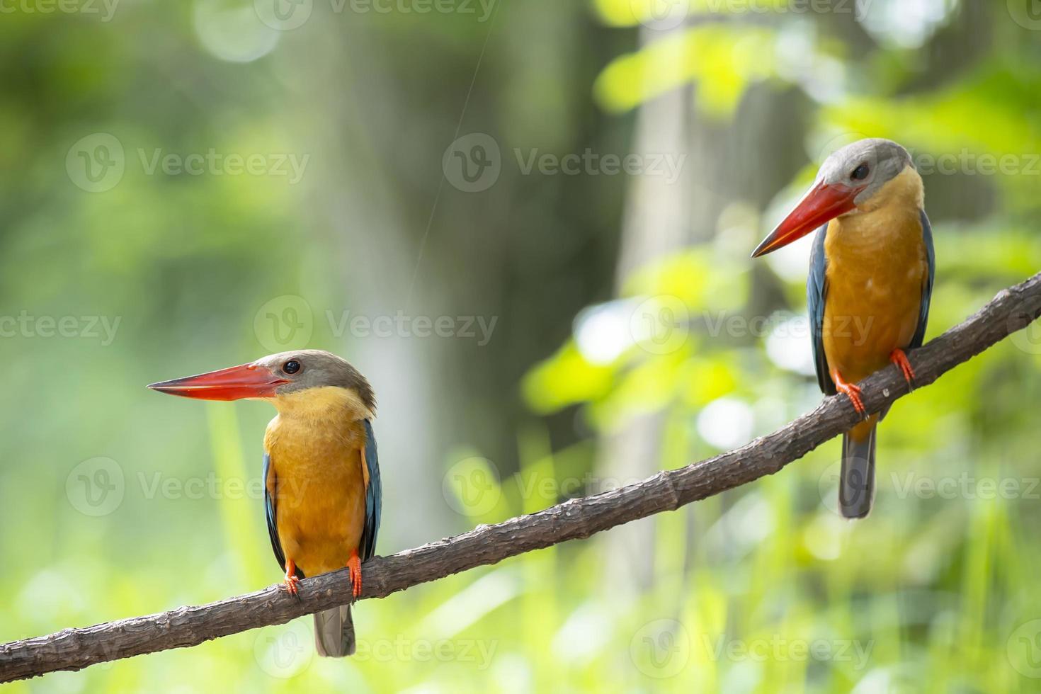 deux martins-pêcheurs à bec de cigogne perchés sur la branche en thaïlande. photo