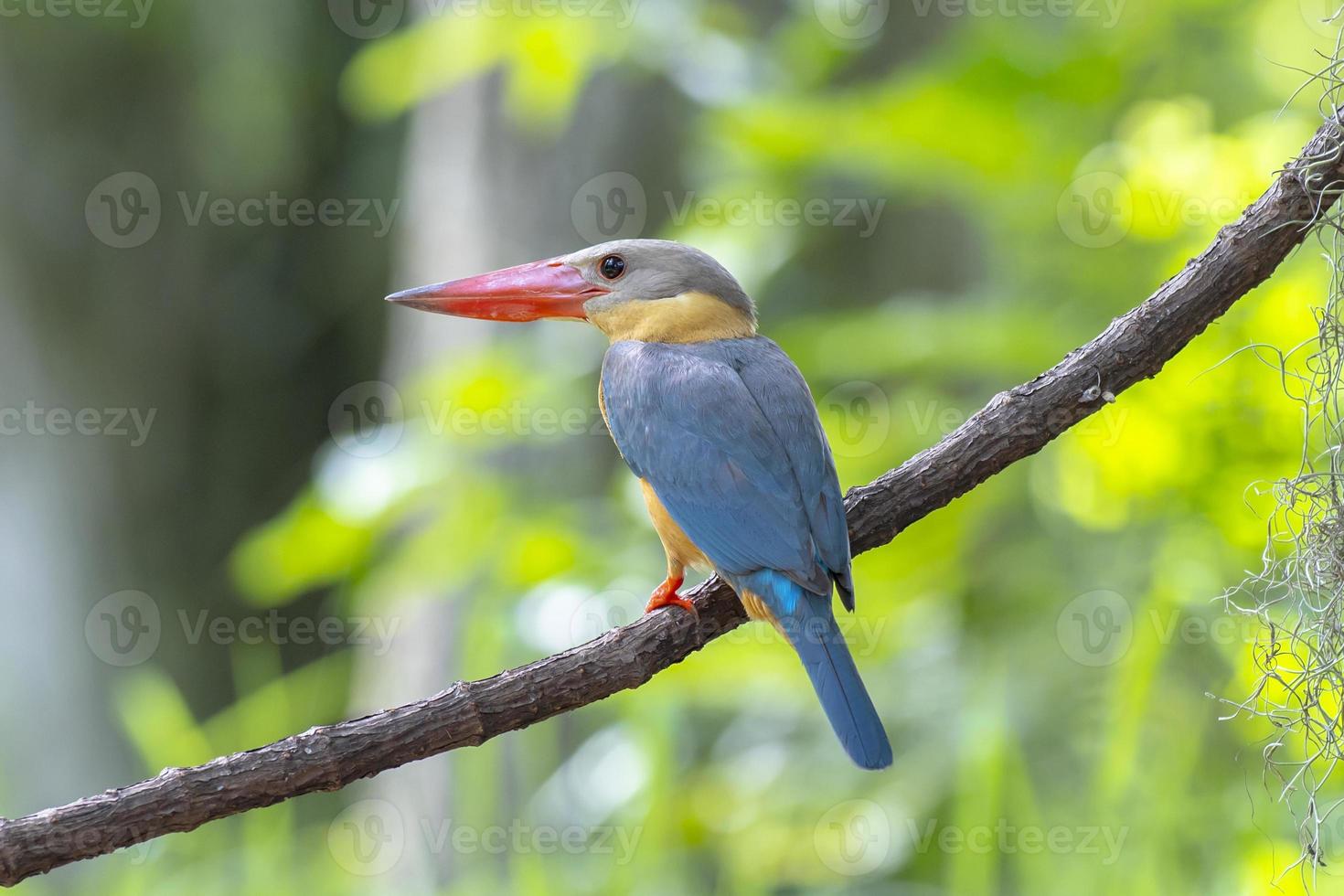 martin-pêcheur à bec de cigogne perché sur la branche en thaïlande. photo