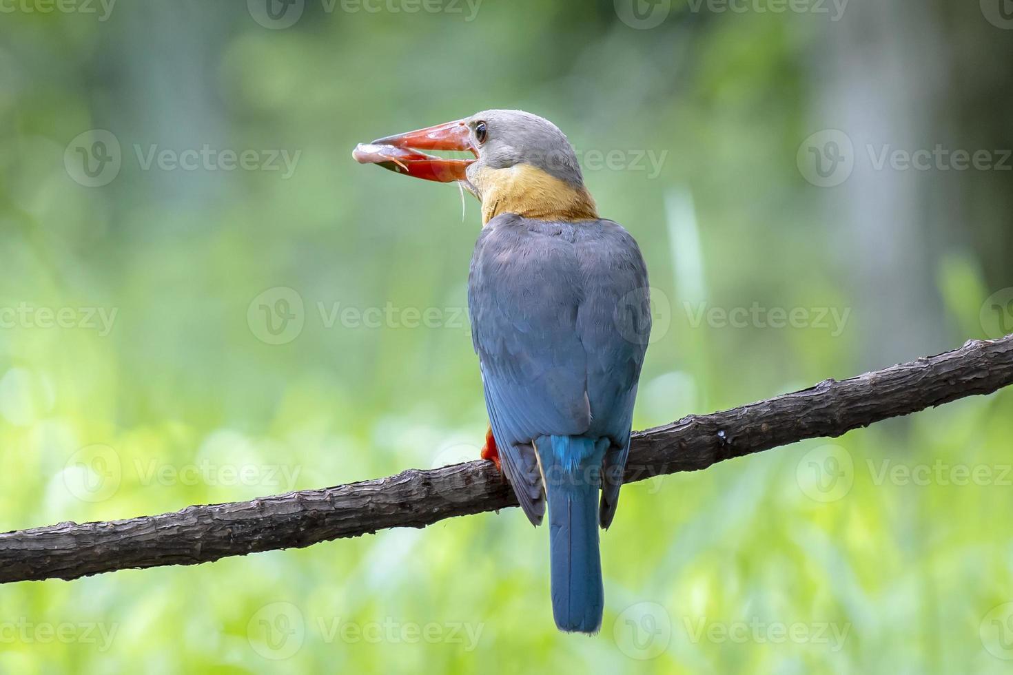 martin-pêcheur à bec de cigogne avec poisson dans le bec perché sur la branche en thaïlande. photo