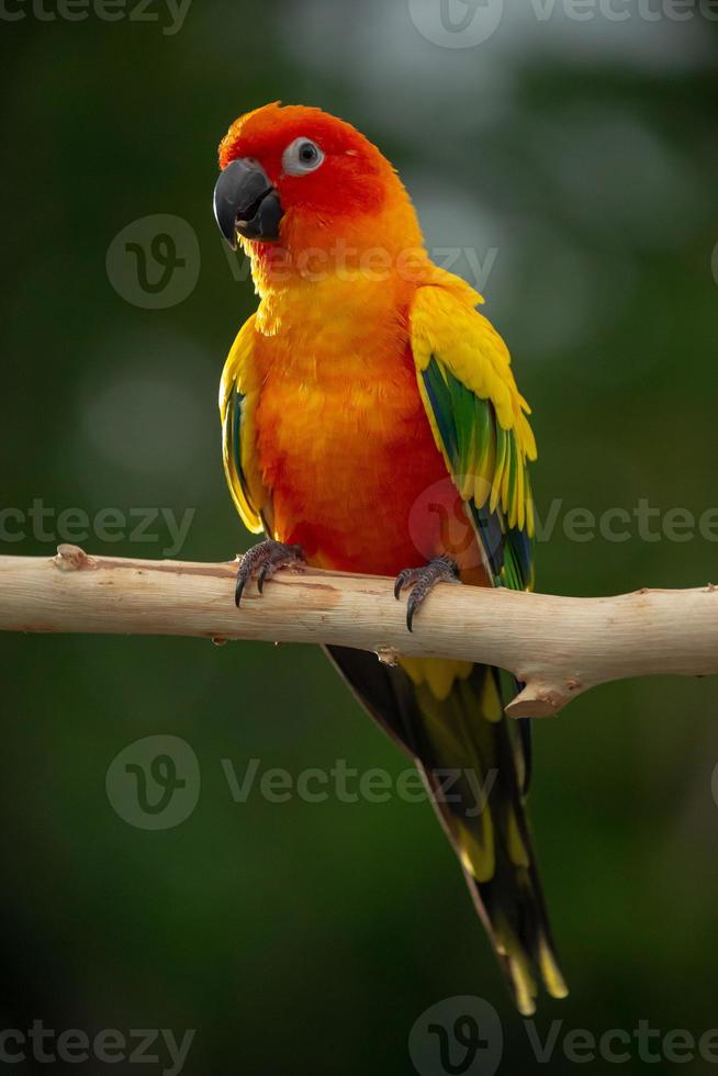 perroquet conure du soleil perché sur la branche en thaïlande. photo