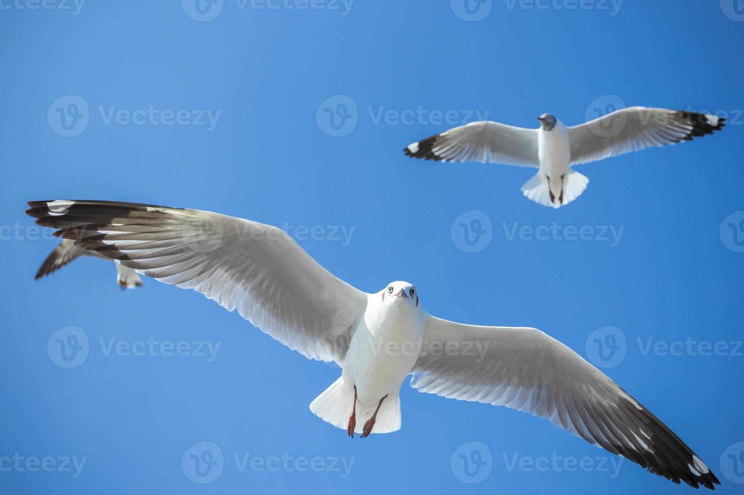 mouette dans le ciel en thaïlande photo