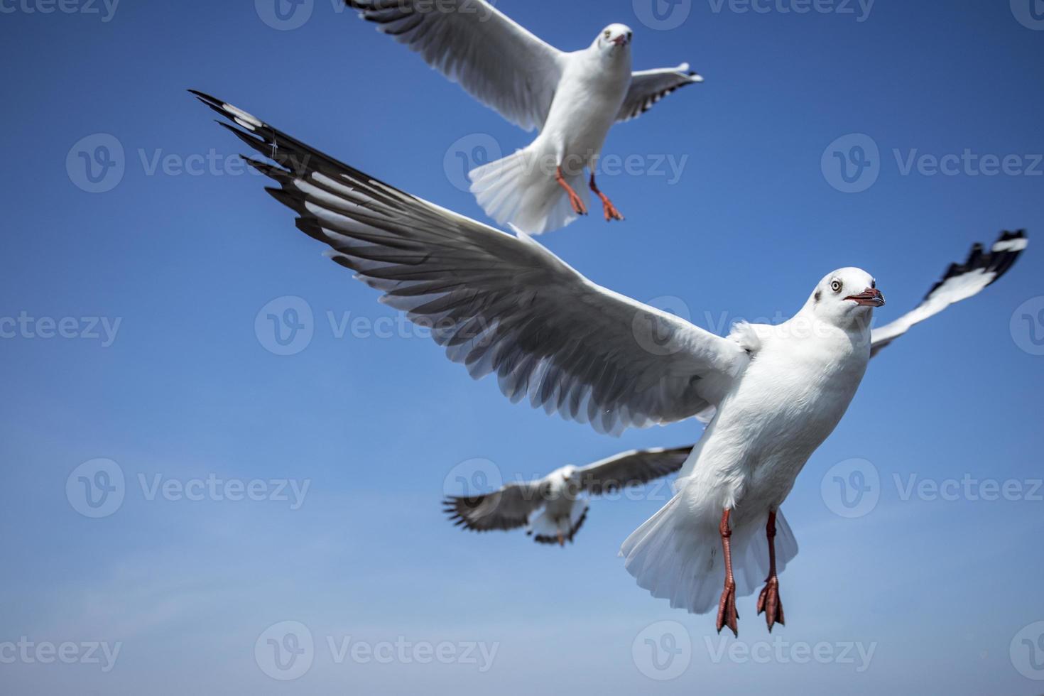 mouette dans le ciel en thaïlande photo