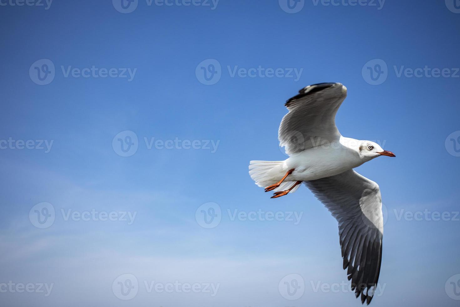 mouette dans le ciel en thaïlande photo