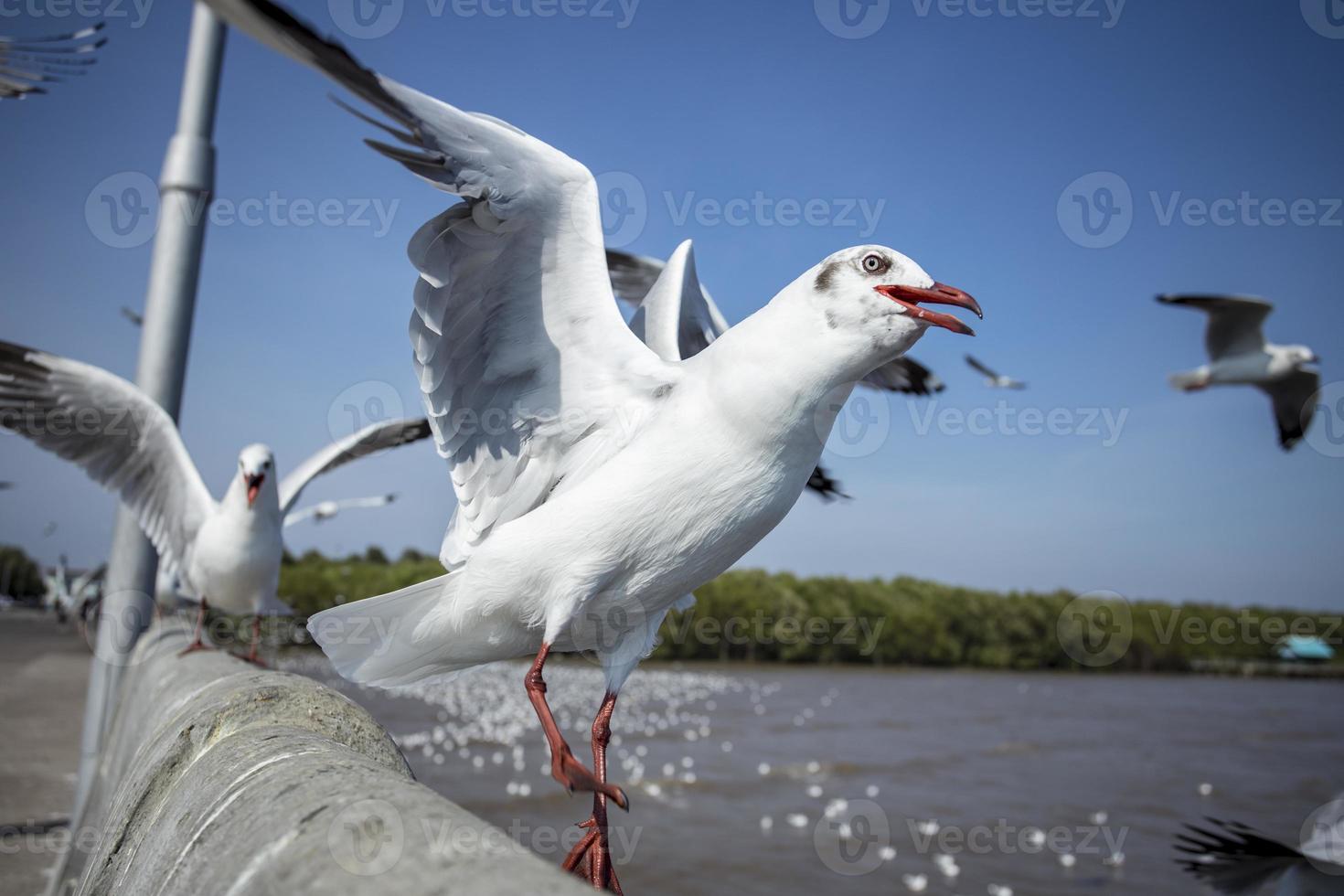 groupe de mouette à la jetée en thaïlande. photo