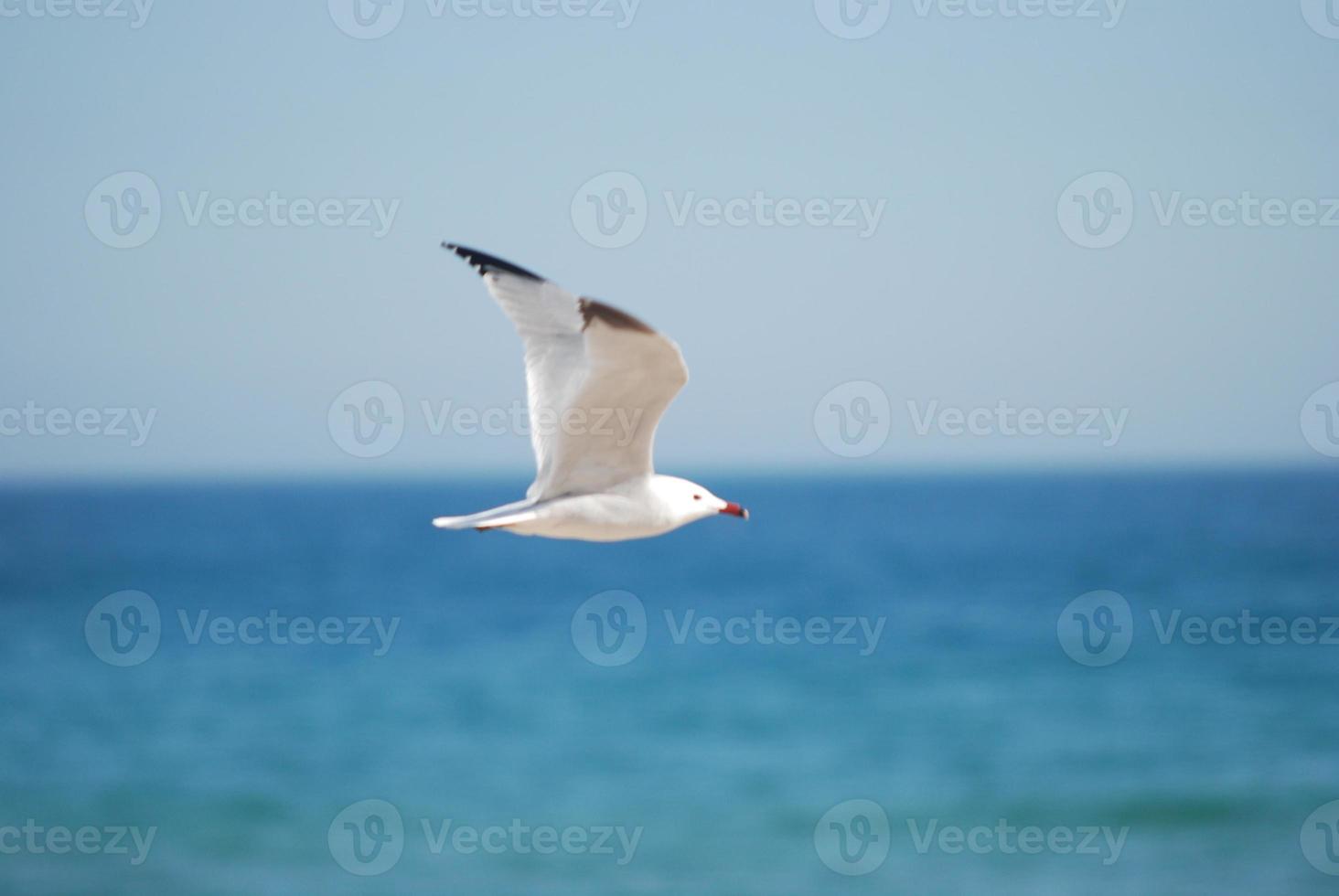 mouette volant au-dessus de la mer bleue photo