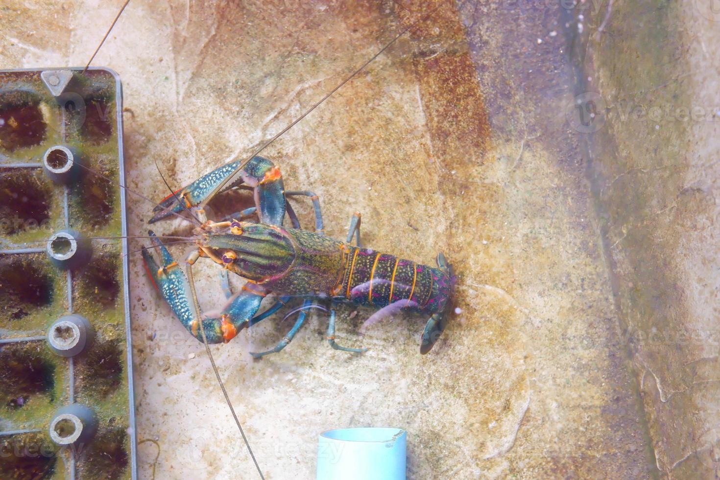 la langouste sous l'eau. langouste des caraïbes, panulirus argus. photo