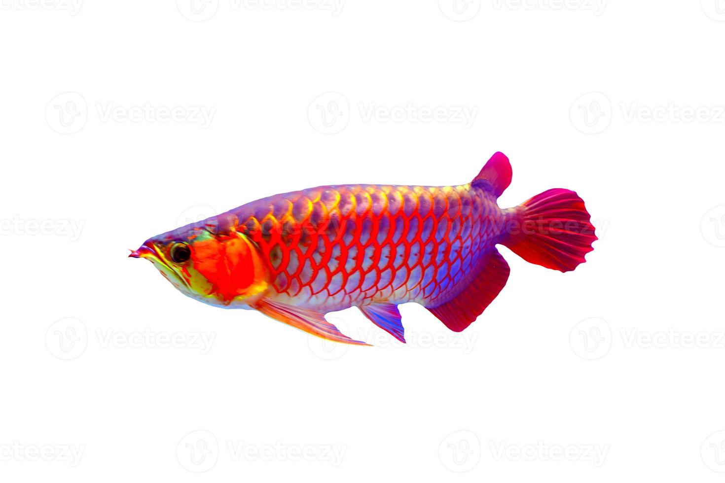 beau poisson arowana asiatique isoler sur fond blanc. photo