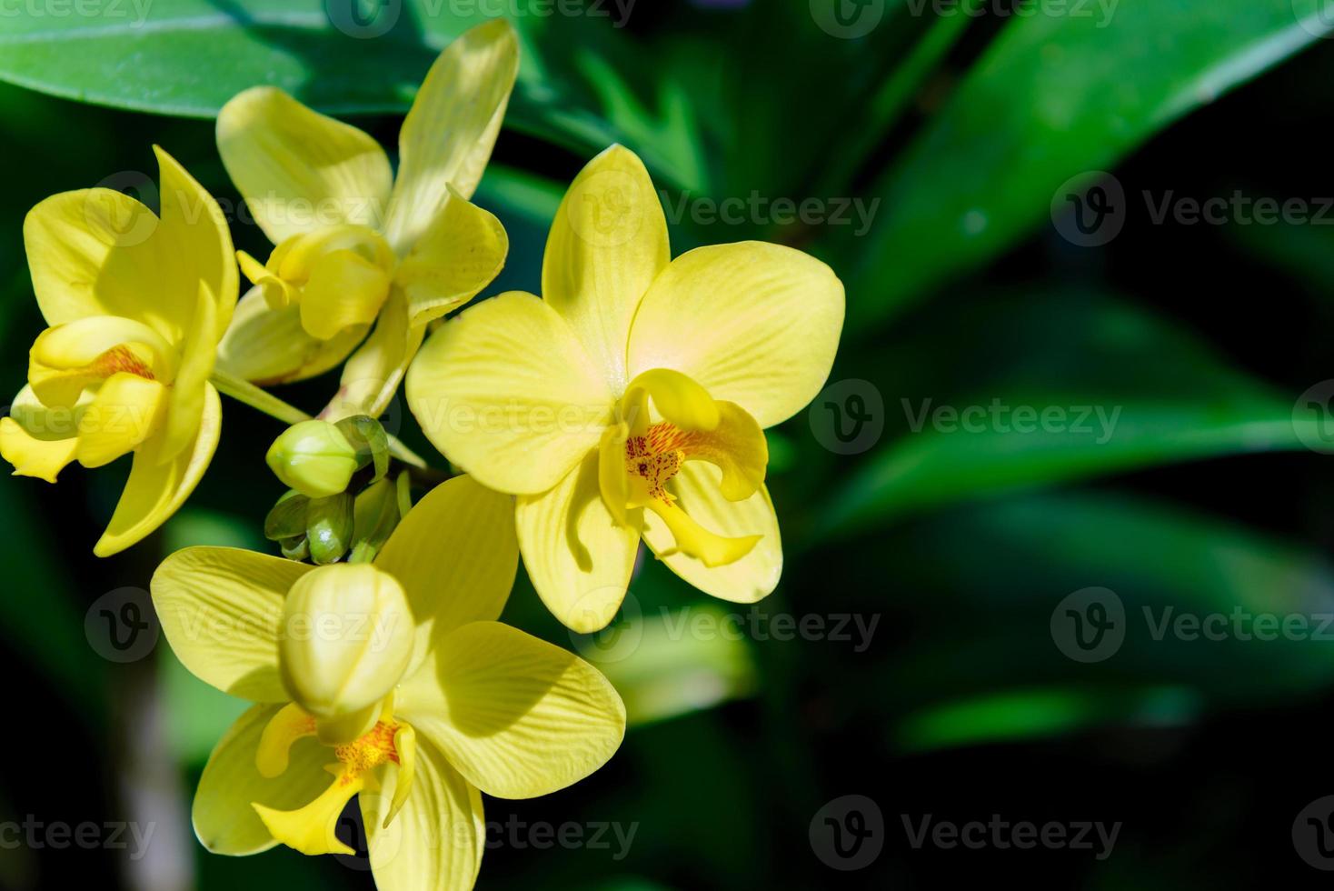 fleurs d'orchidées avec fond naturel dans le jardin photo