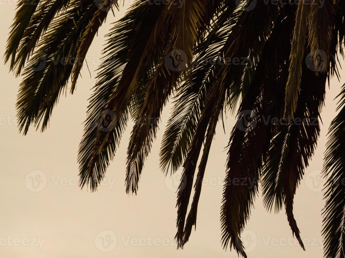 détails des feuilles de palmiers, au coucher du soleil photo